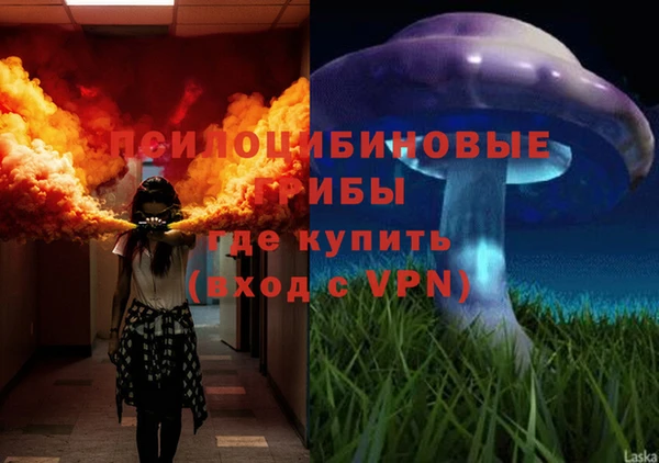 прущие грибы Алзамай