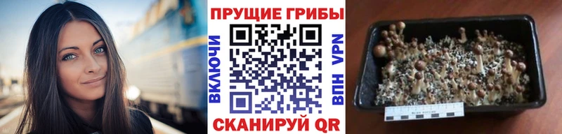 Галлюциногенные грибы прущие грибы продажа наркотиков Богородск
